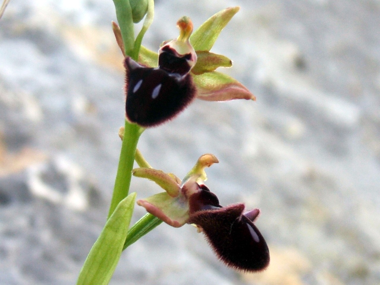 O. fuciflora O. apulica. O. lacaitae.      ibridi?